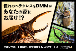 DMM昆虫開始のお知らせ